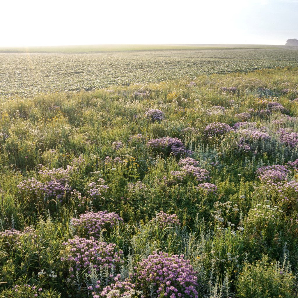 From the Margins: Wilding American Farmland for Climate Resilience