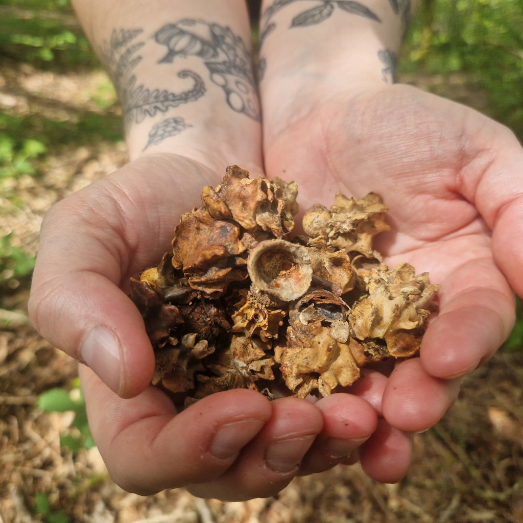 The Oak Tree - History, Science, Folklore