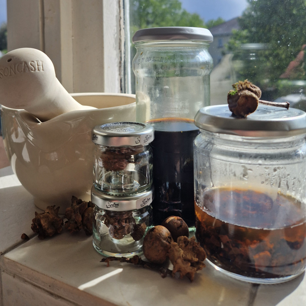 The Oak Tree - History, Science, Folklore