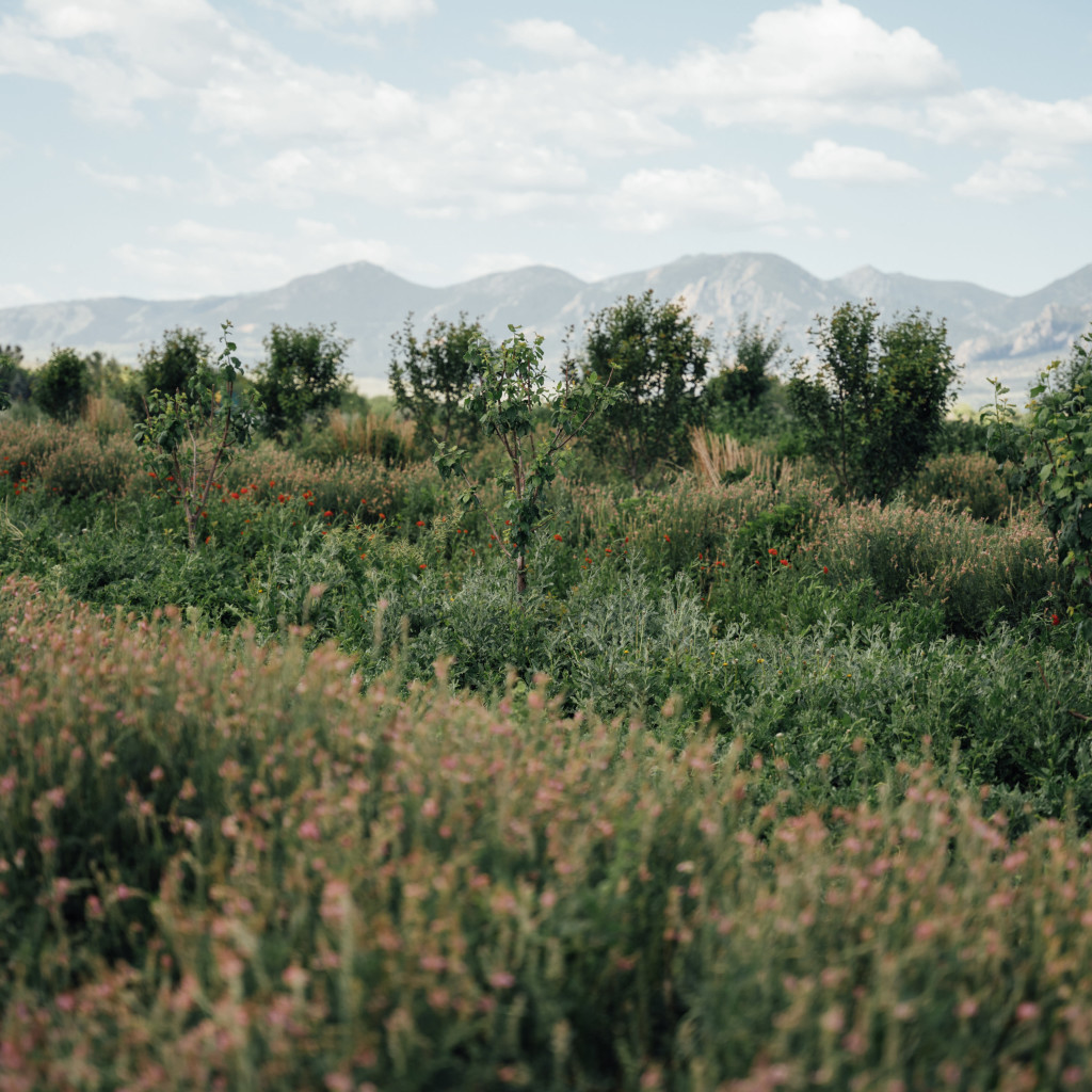 Seed to Supper: An Evening in the Field with MASA x Mad Agriculture