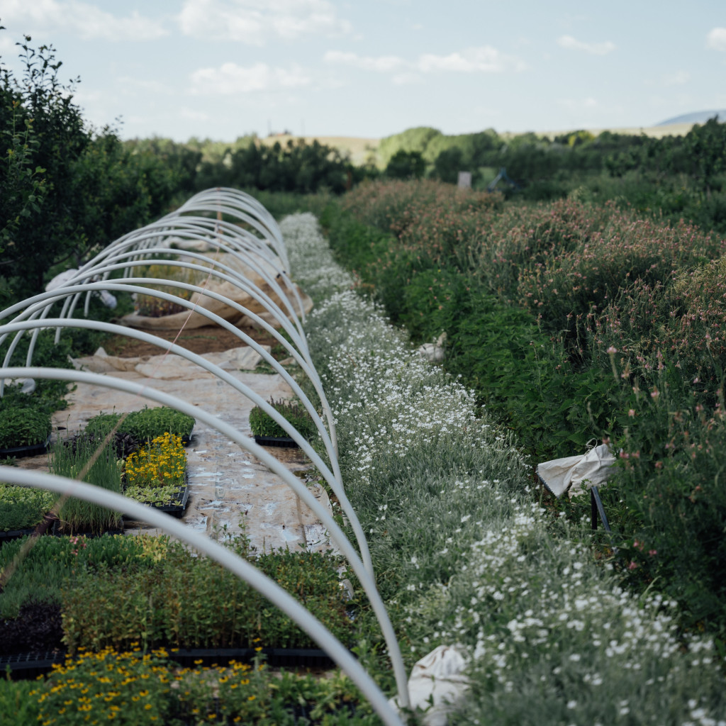 Seed to Supper: An Evening in the Field with MASA x Mad Agriculture