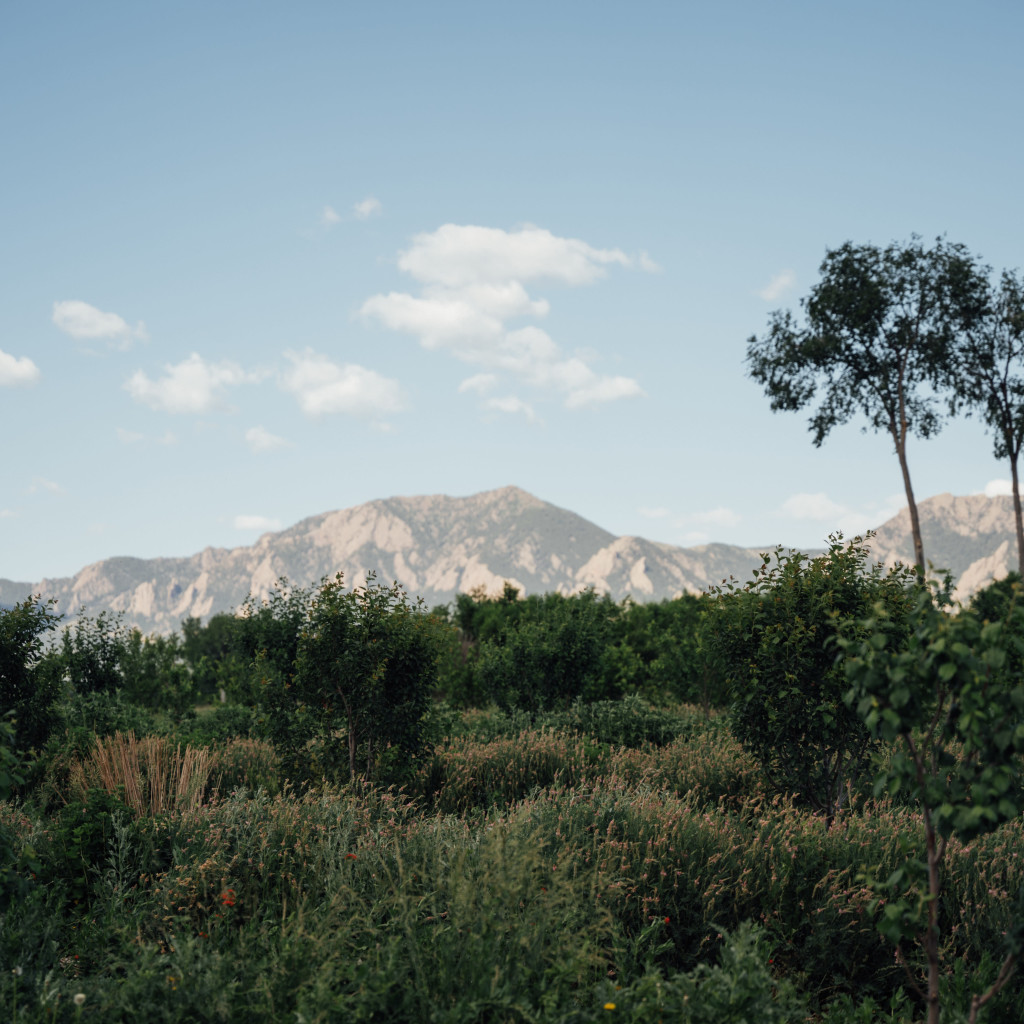 Seed to Supper: An Evening in the Field with MASA x Mad Agriculture