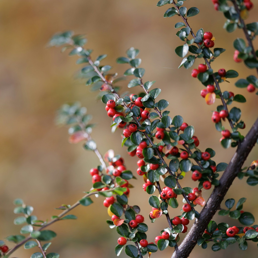 Autumn still life of seasonal herbs and vegetables
