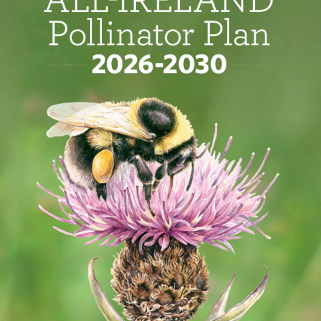Webinar: The All-Ireland Pollinator Plan 2026-2030: What's new and how to get involved
