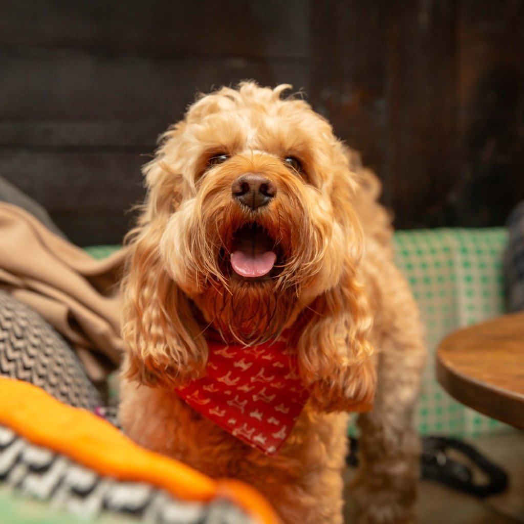 Cockapoo Cafe - Harrogate