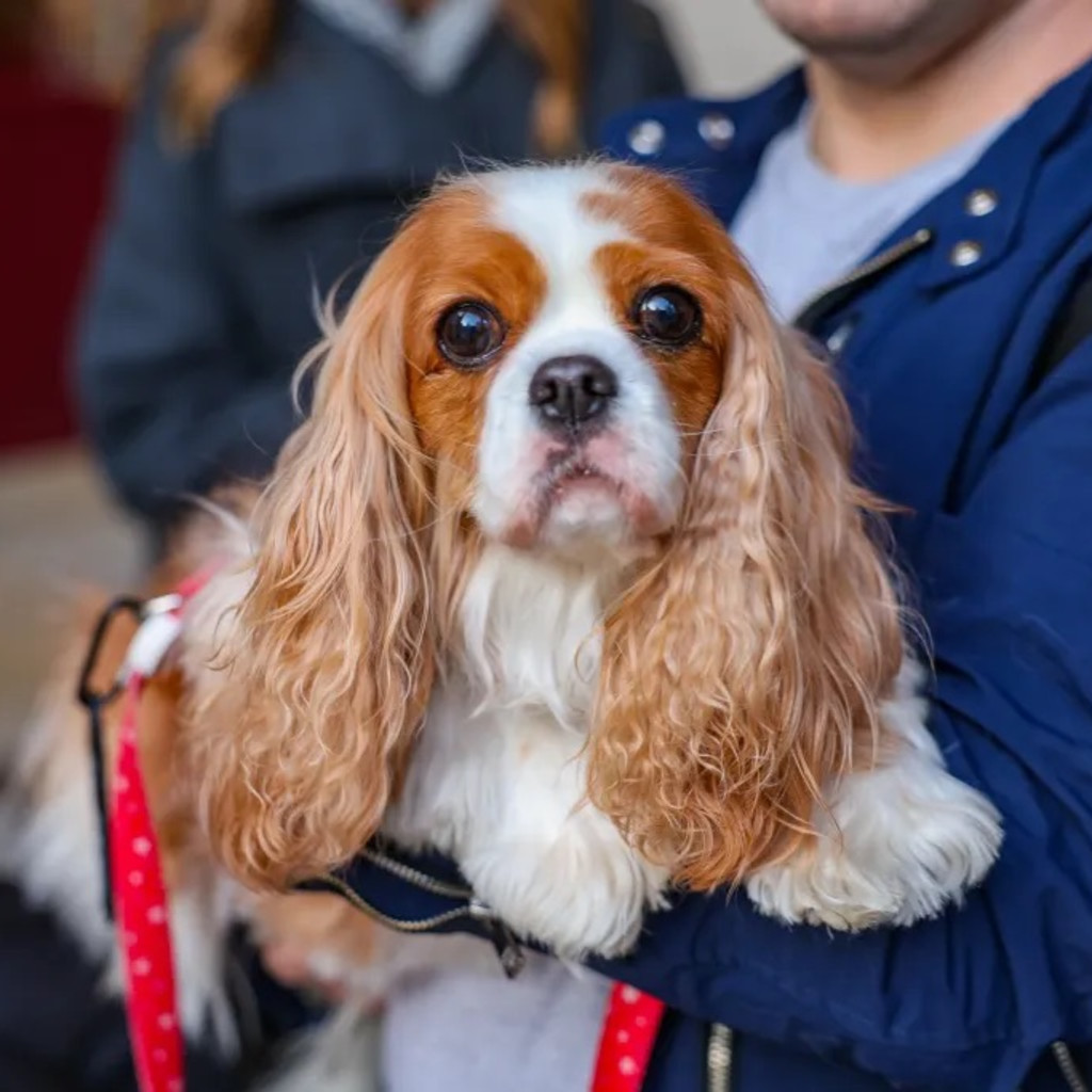 Cavalier Cafe Christmas - Liverpool