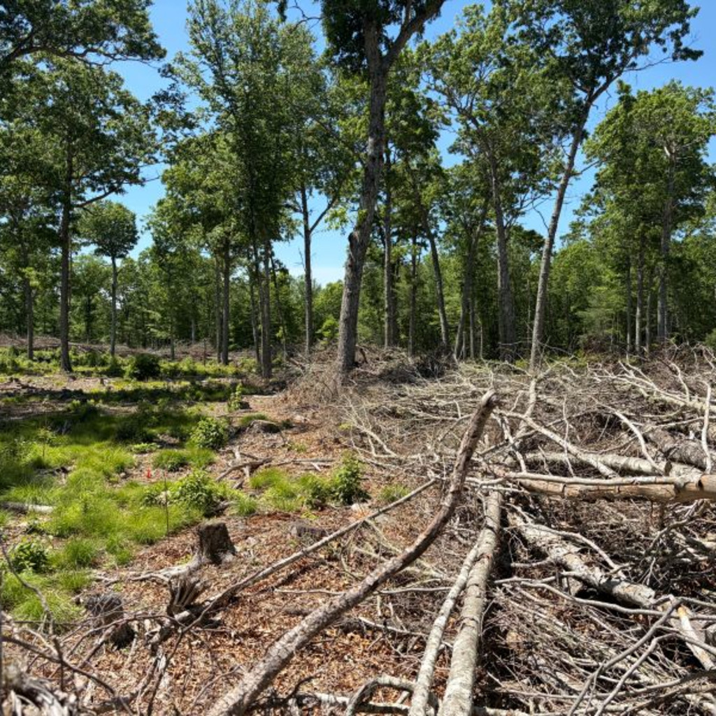 Yankee Division SAF Summer Field Tour: Adapting Southern New England Forests to Changing Conditions