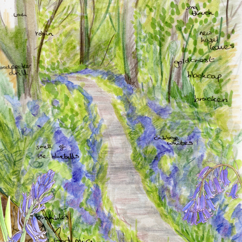 Bluebell Painting at Holyford Woods - Friday 23 April 2027, 10-4 (£70)