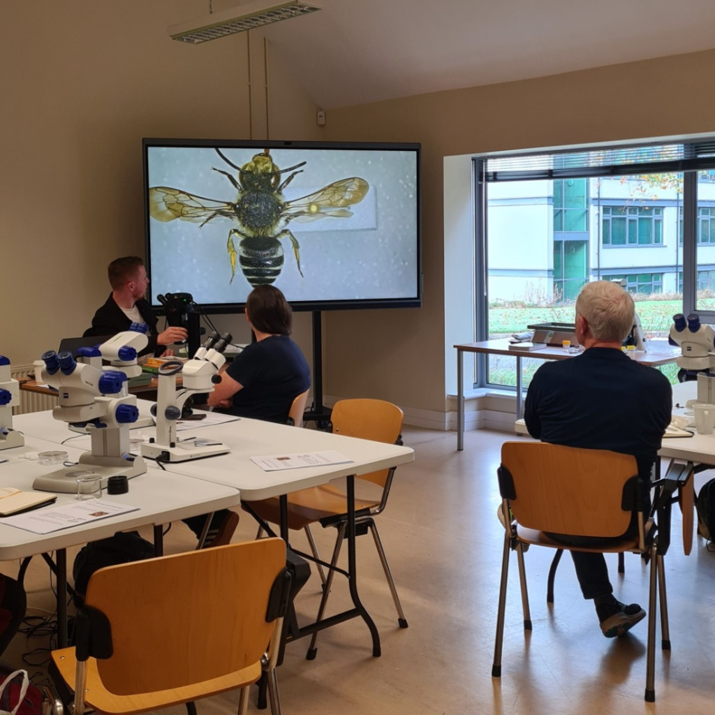 Identifying Insects with Microscopes: Advanced Skills