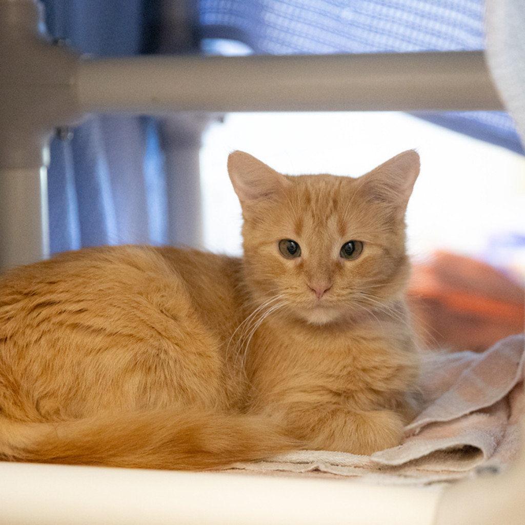 The Great Cardboard Challenge: Haunted Cat Houses
