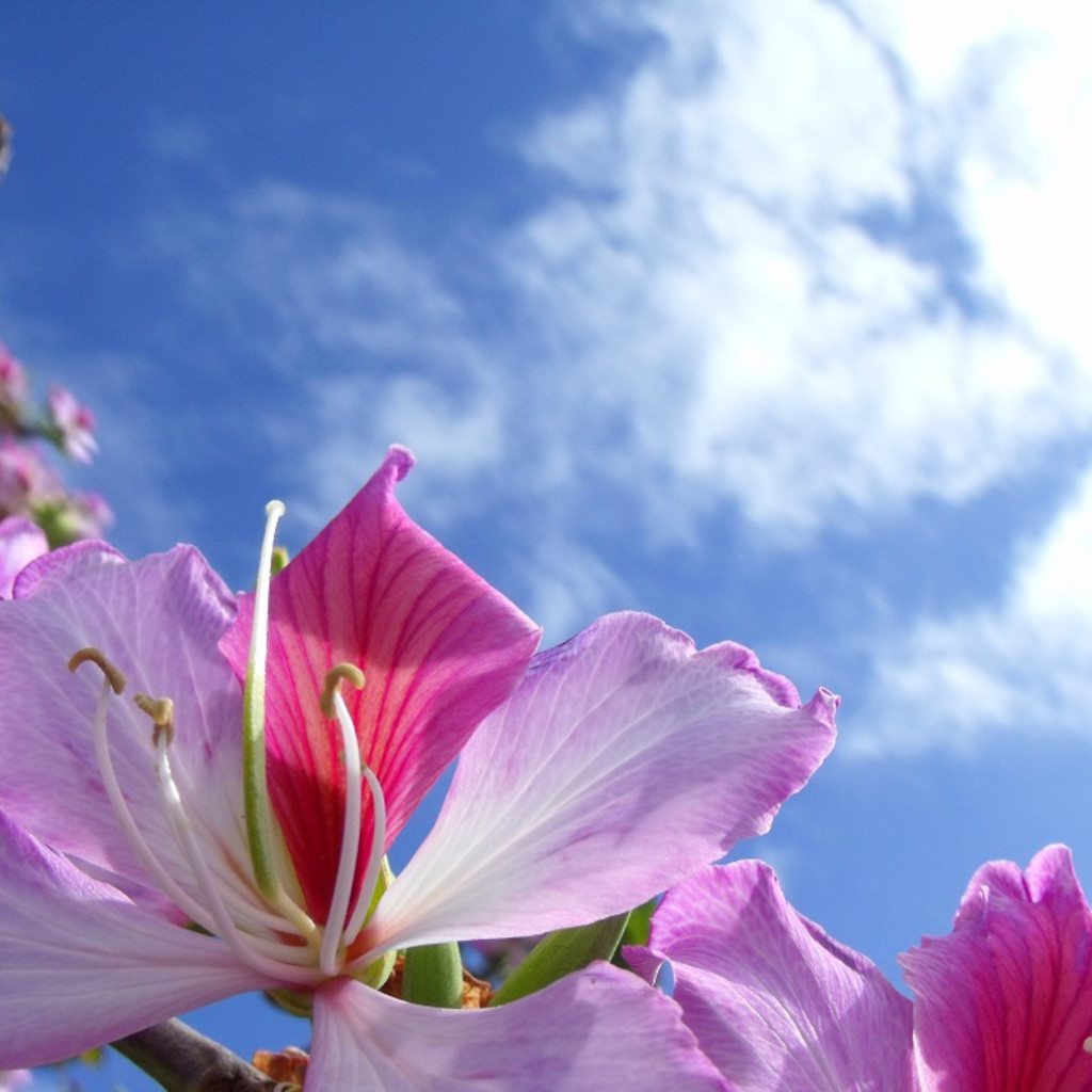 New Year Poetry & Mindfulness Uplift - 4 sessions in Jan/Feb 2026