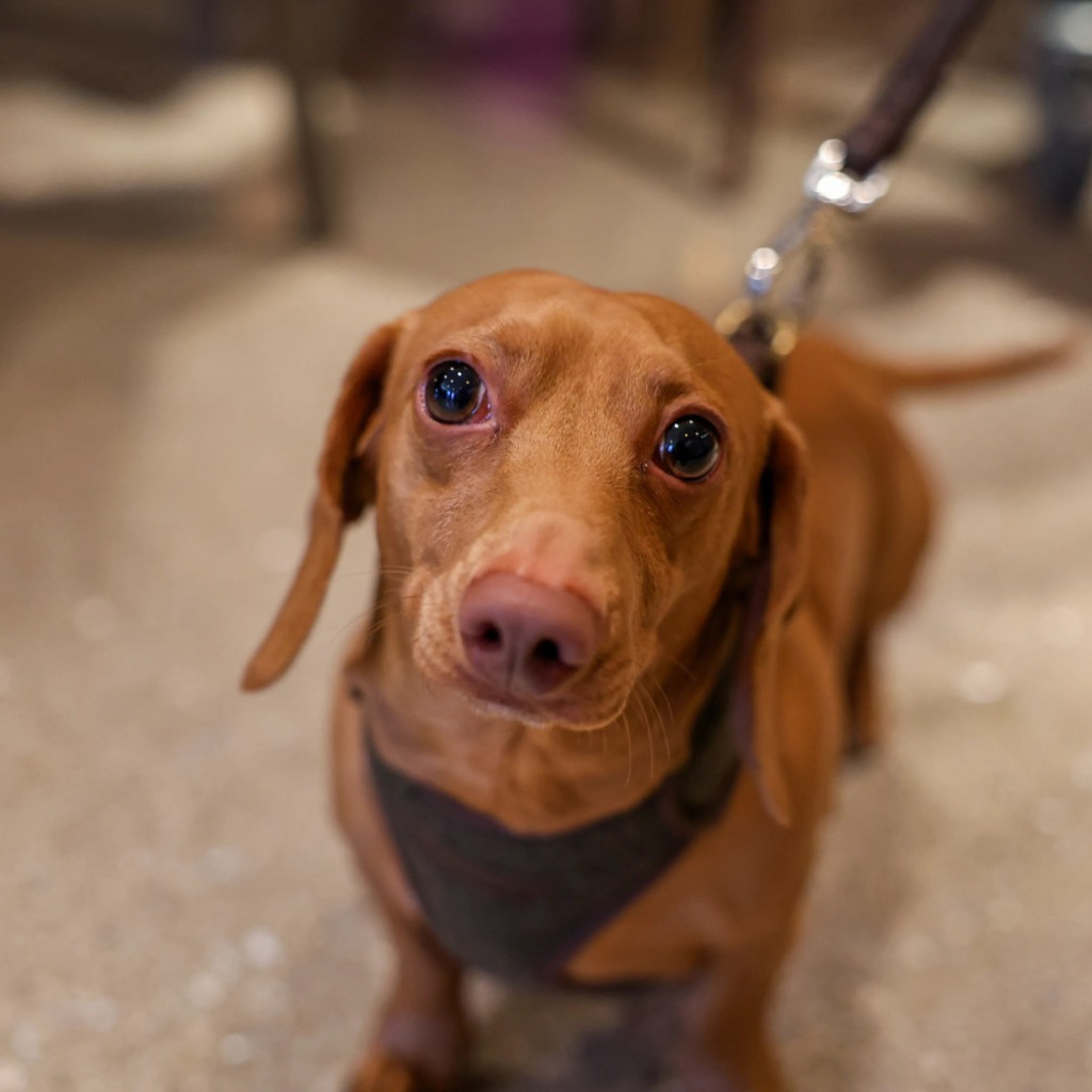 Dachshund Cafe - Staines