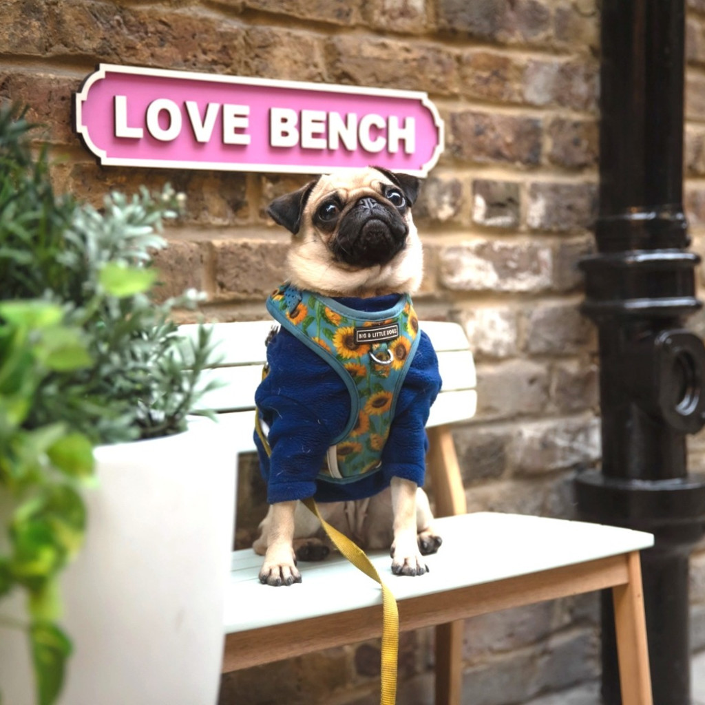 Pug Cafe™ - Edinburgh