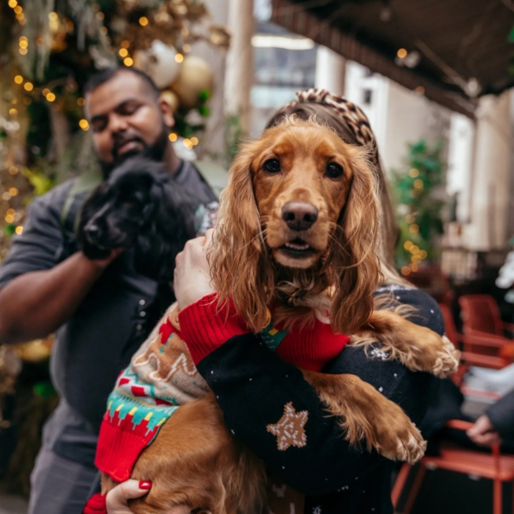 Cocker Spaniel Cafe Christmas - Sheffield
