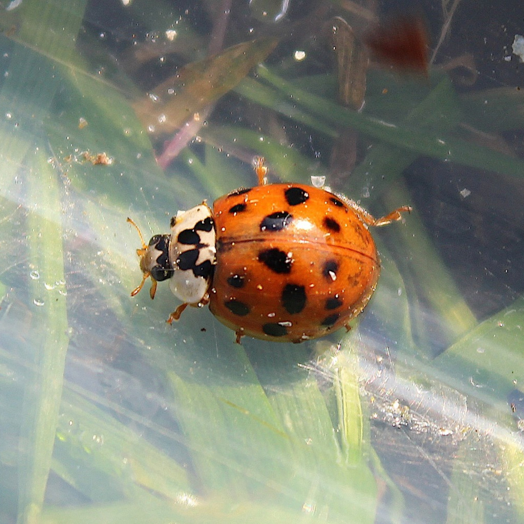 Webinar: Protecting your Garden from Invasive Species 