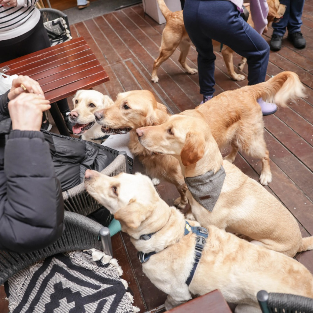Labrador Cafe - London