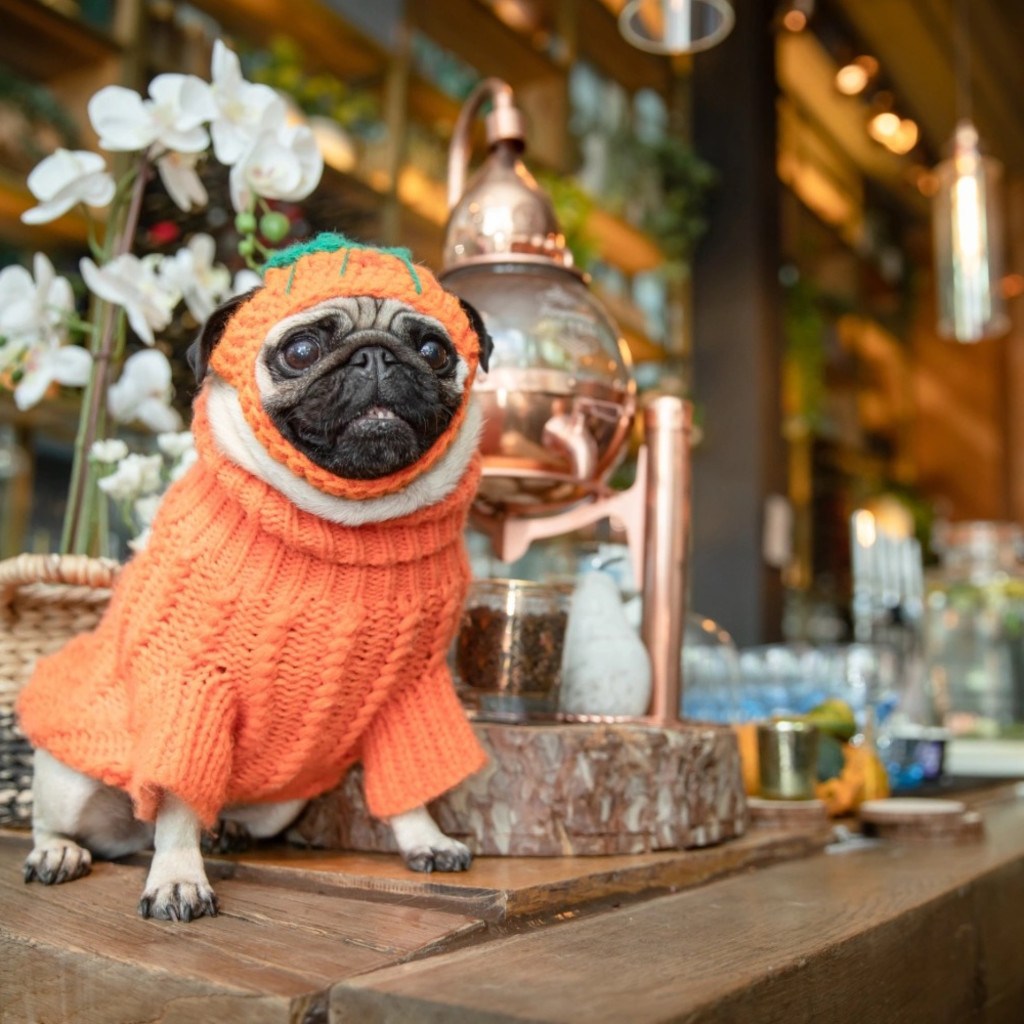 Pug Cafe™ London - Halloween
