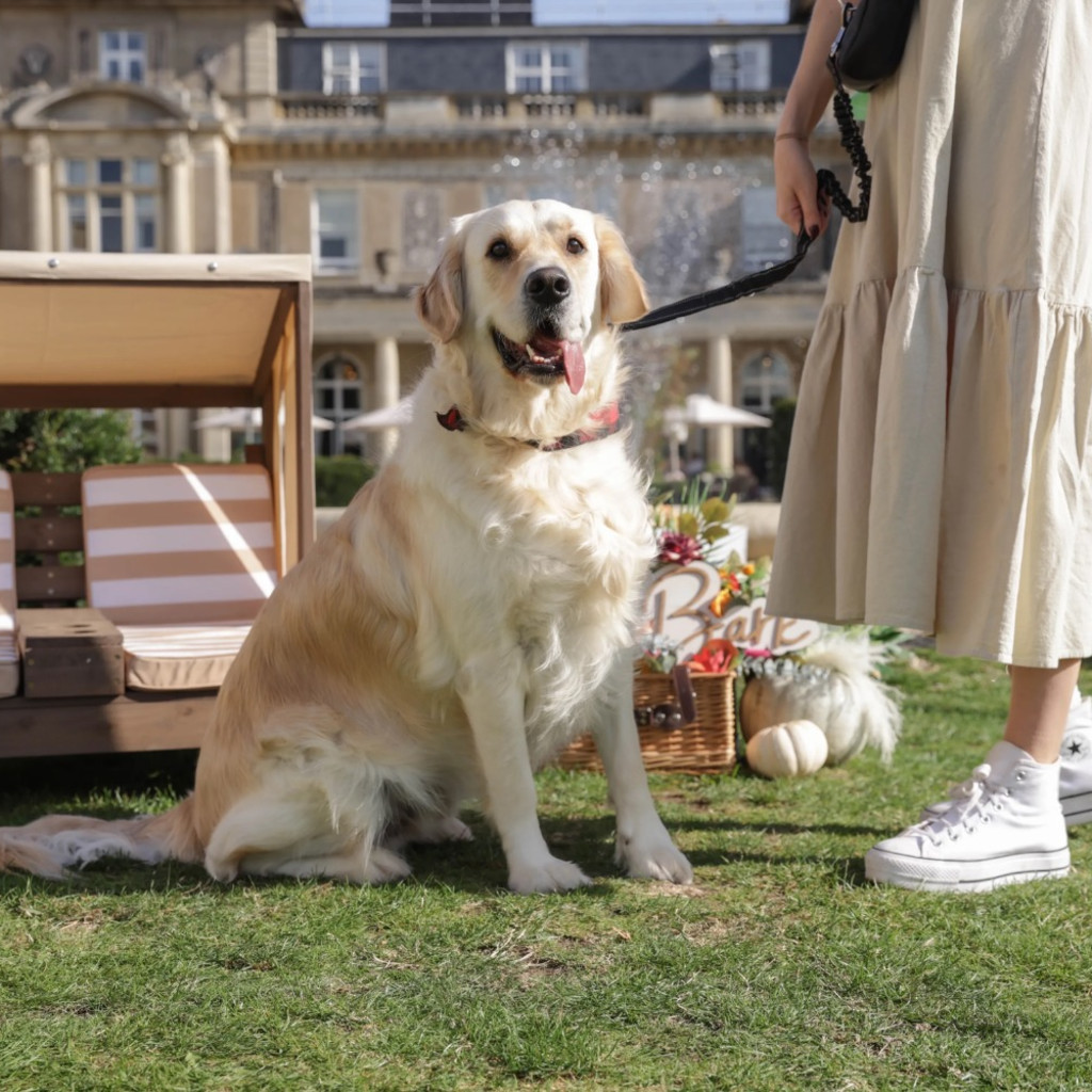 Golden Retriever Cafe at Down Hall Essex