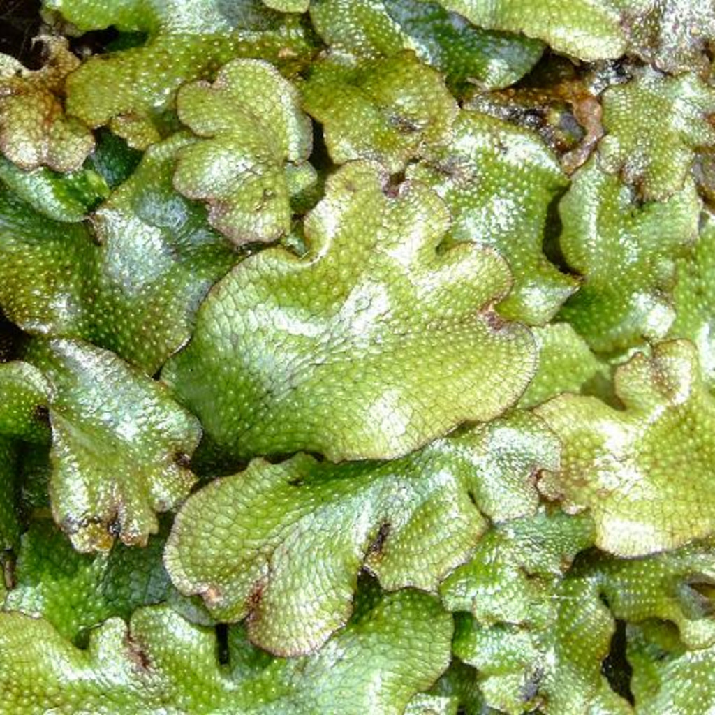 Introduction to Byrophytes: Mosses and More