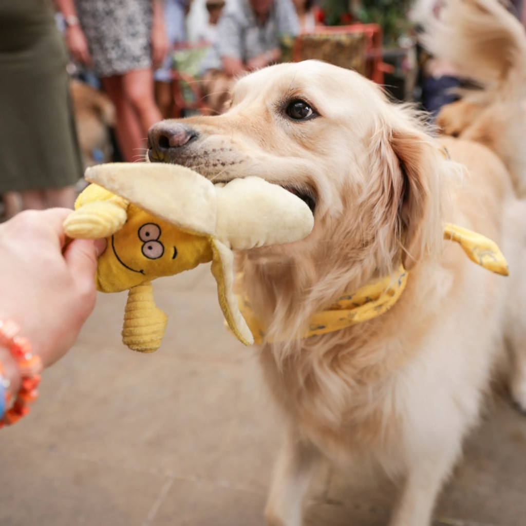 Golden Retriever Cafe - Sheffield
