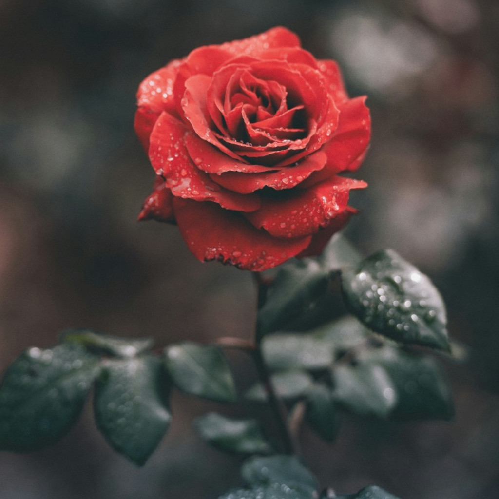 7 Essential Flowers for Witches – Online Class