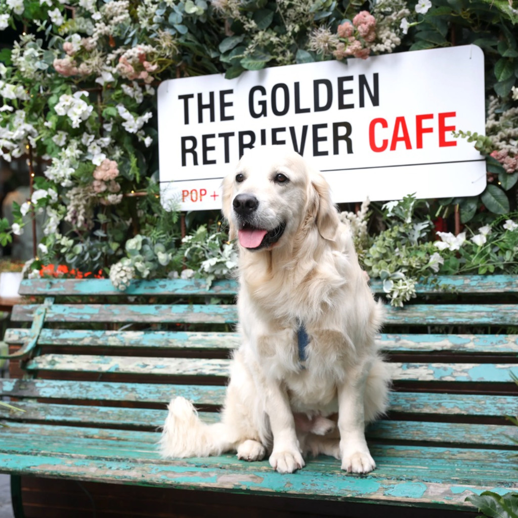 Golden Retriever Cafe - Woking