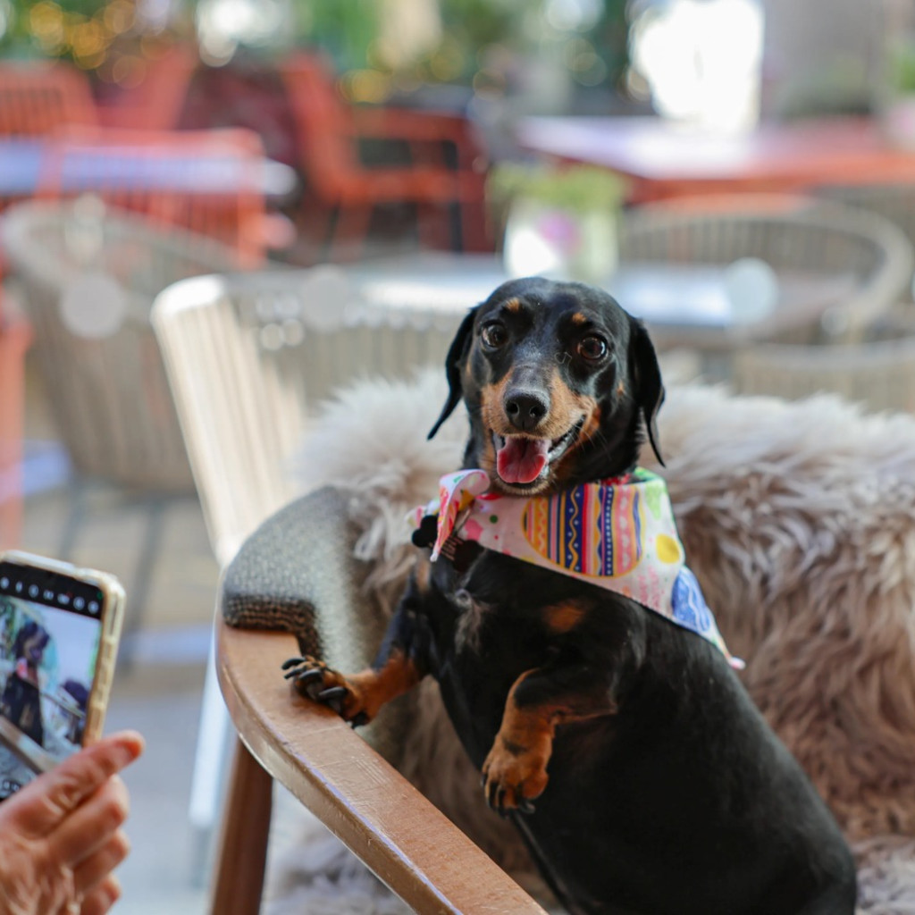 Dachshund Disco - Derby