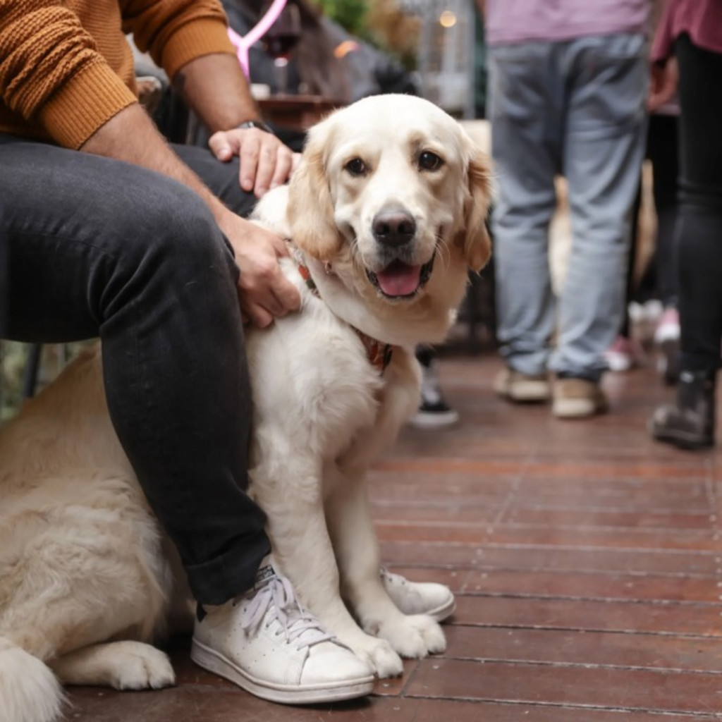 Golden Retriever Cafe - Birmingham