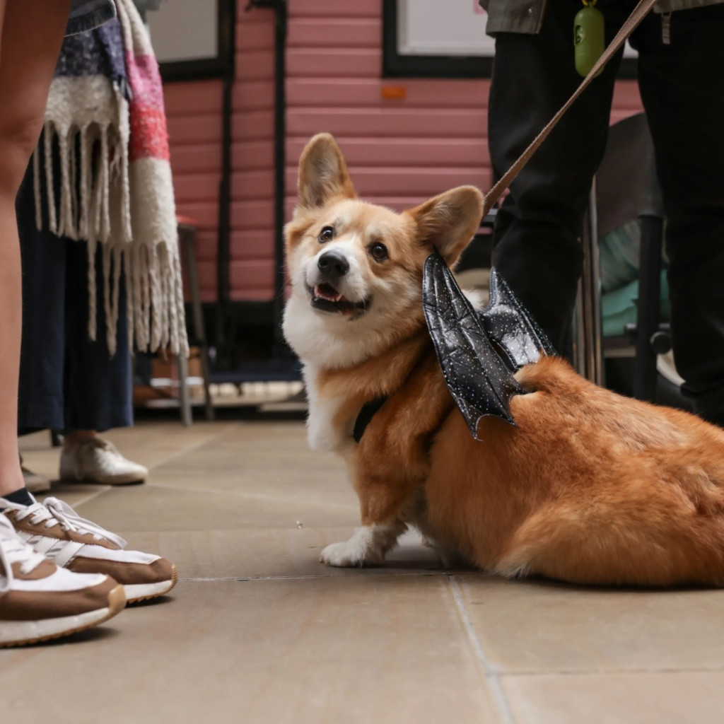 Corgi Cafe Halloween - Manchester