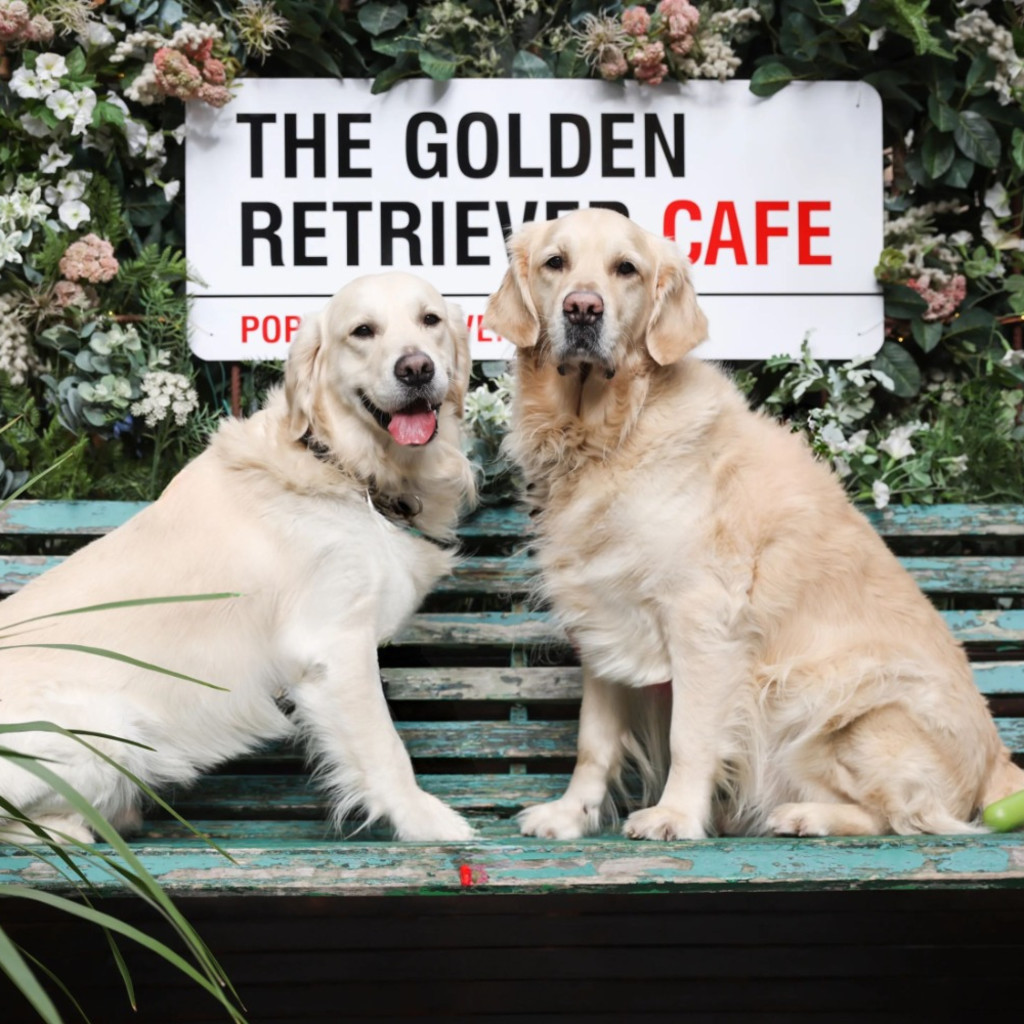 Golden Retriever Cafe - Cambridge