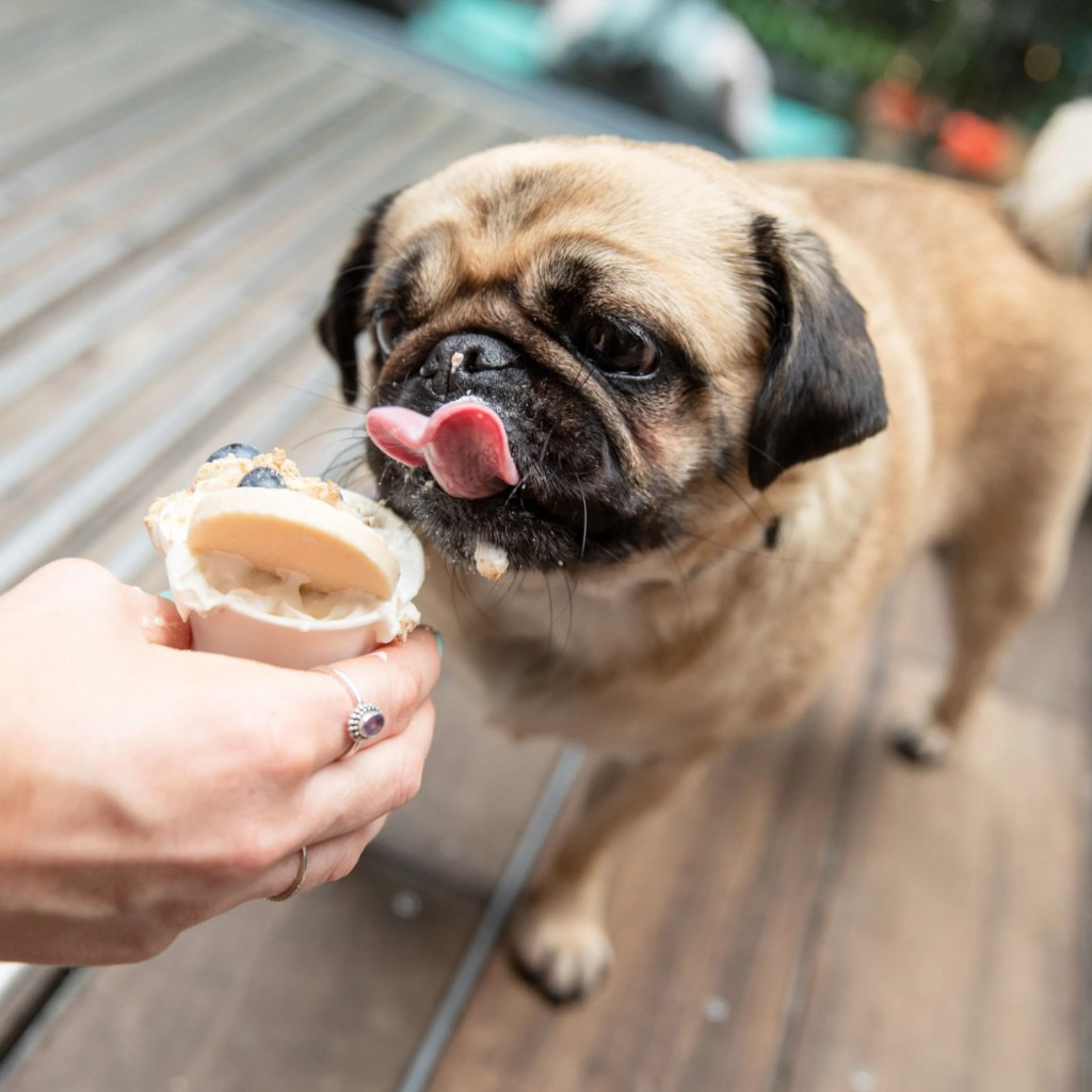 Pug Cafe - Bath