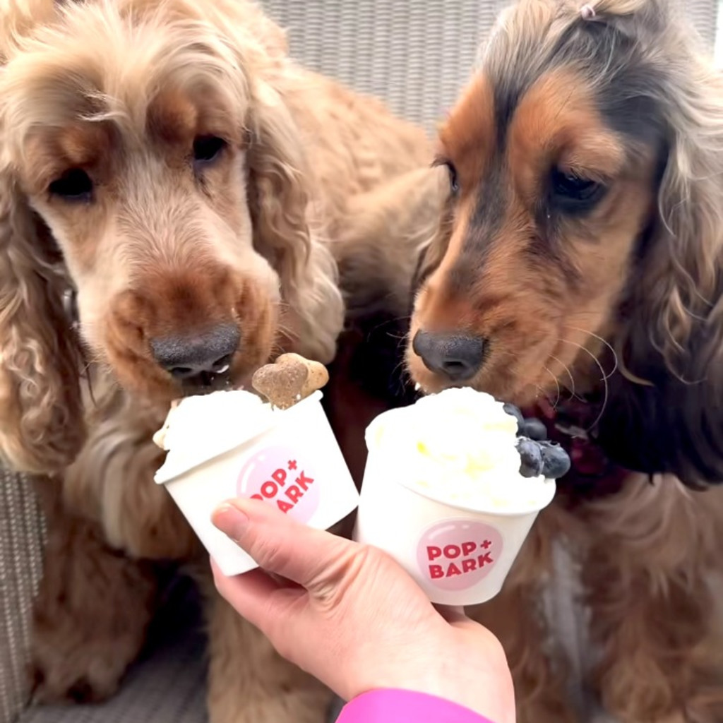 Cocker Spaniel Cafe at The Boathouse - Guildford