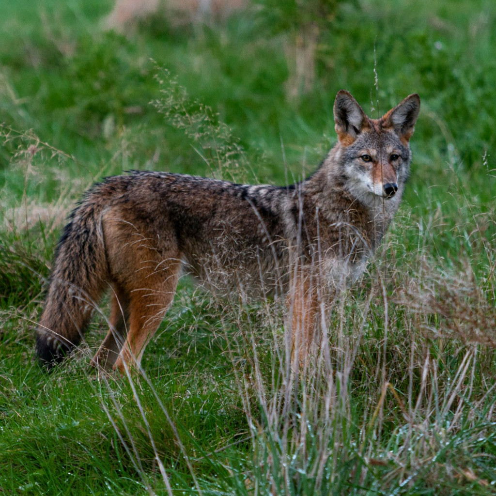 Co-existing with Coyotes