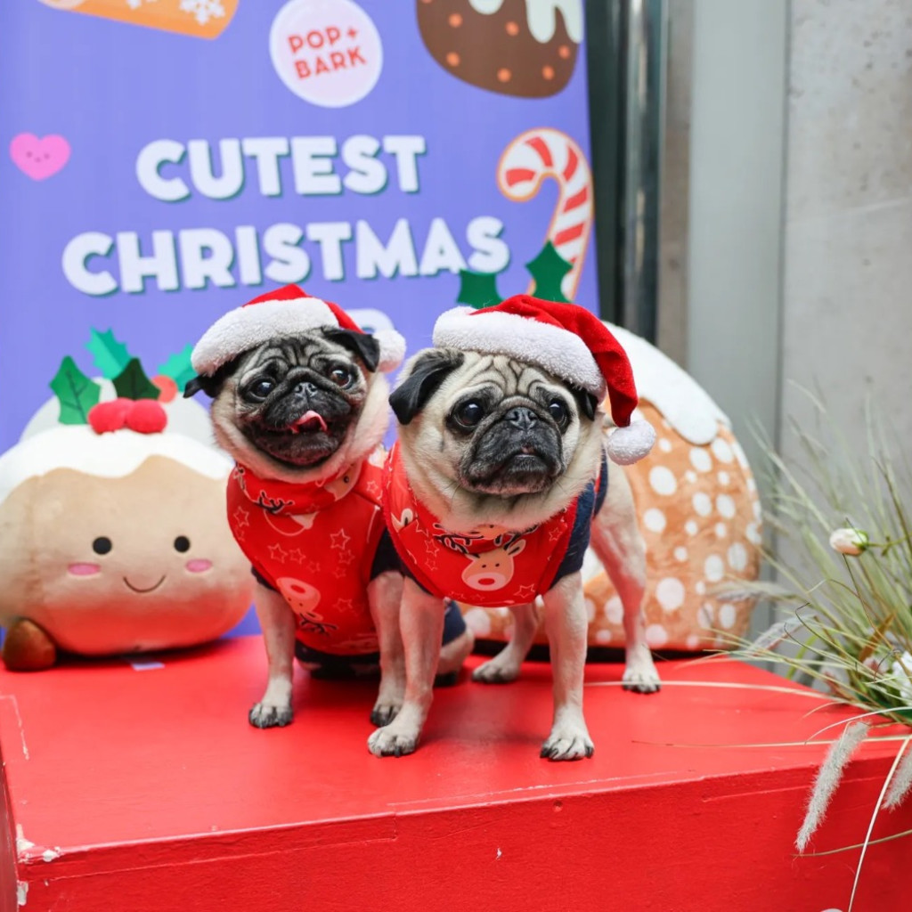 Pug Cafe Christmas - Durham