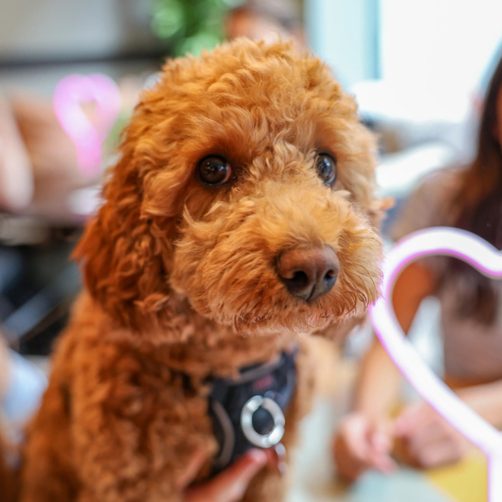 Cockapoo Cafe - Cardiff