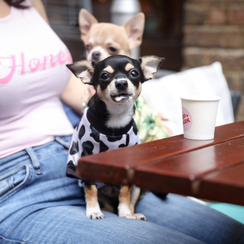 Chihuahua Cafe - Birmingham