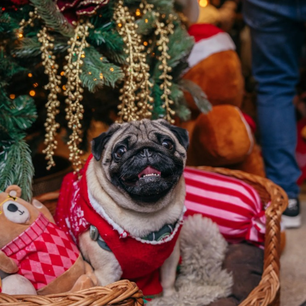 Pug Cafe Christmas - London