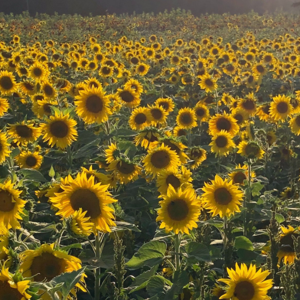 Sunflower Festival 2025