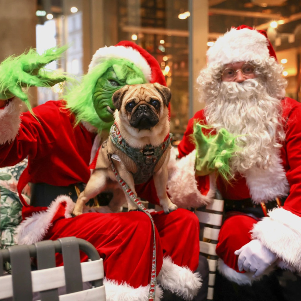 Pug Cafe Christmas - Bristol