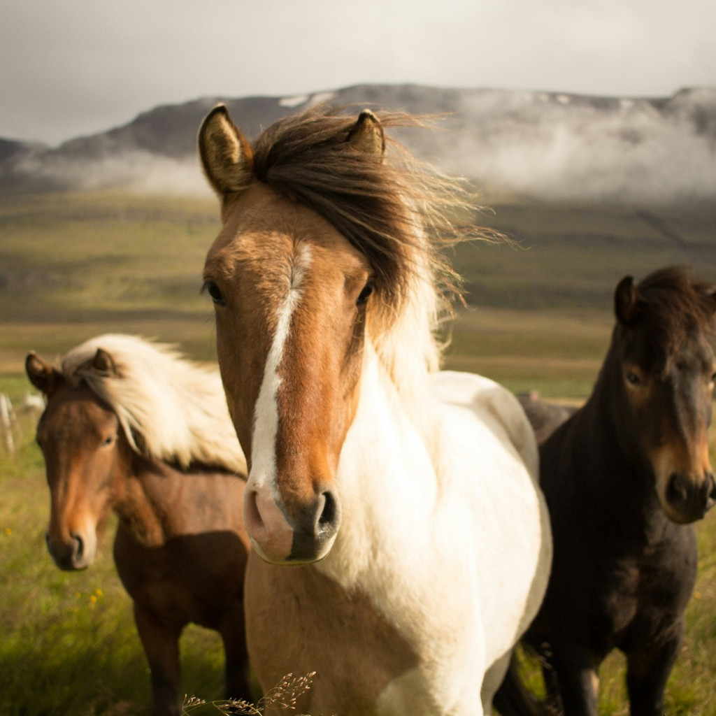 3 horses standing in a green field facing the camera
