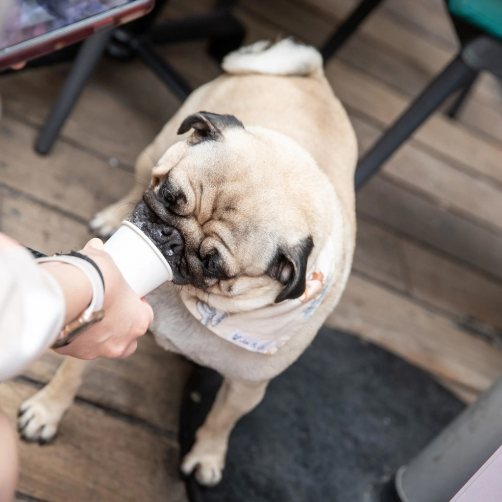 Pug Cafe - Bristol