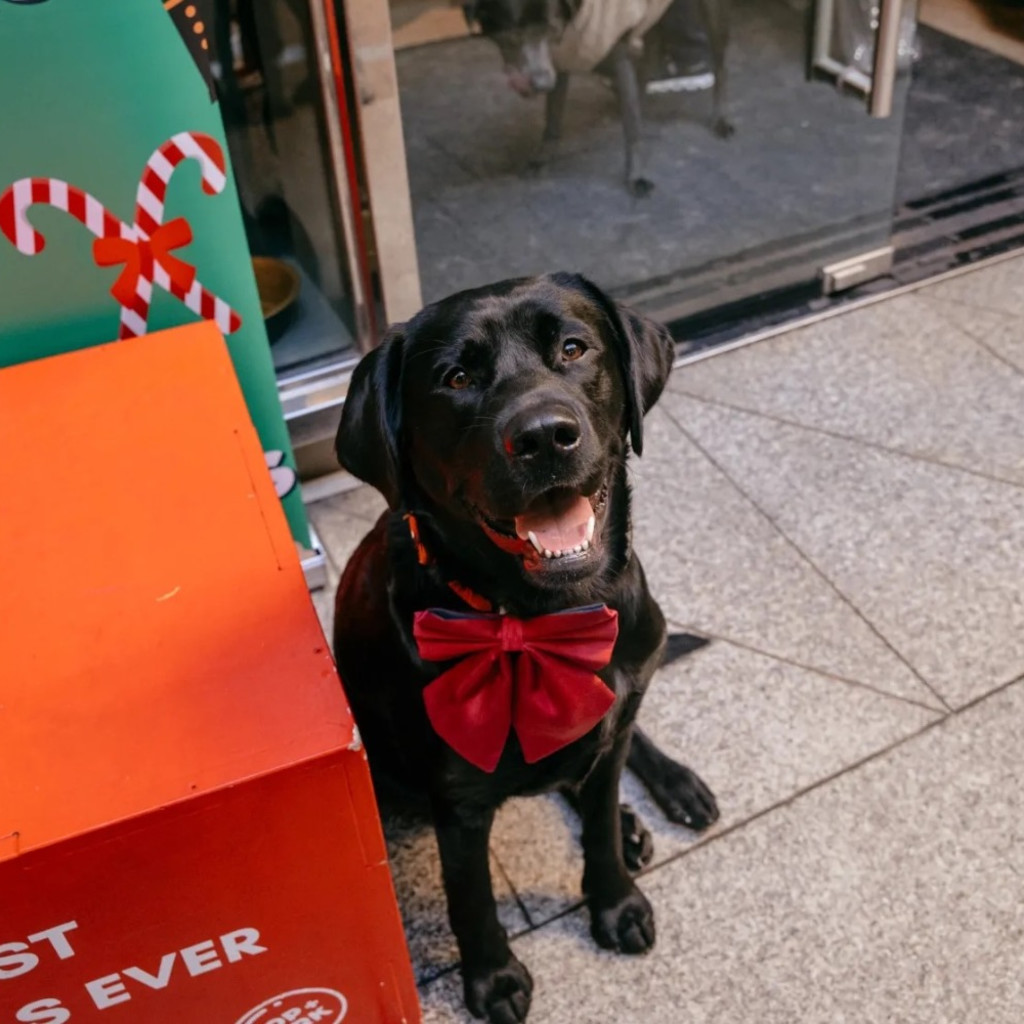 Labrador Cafe Christmas - Liverpool