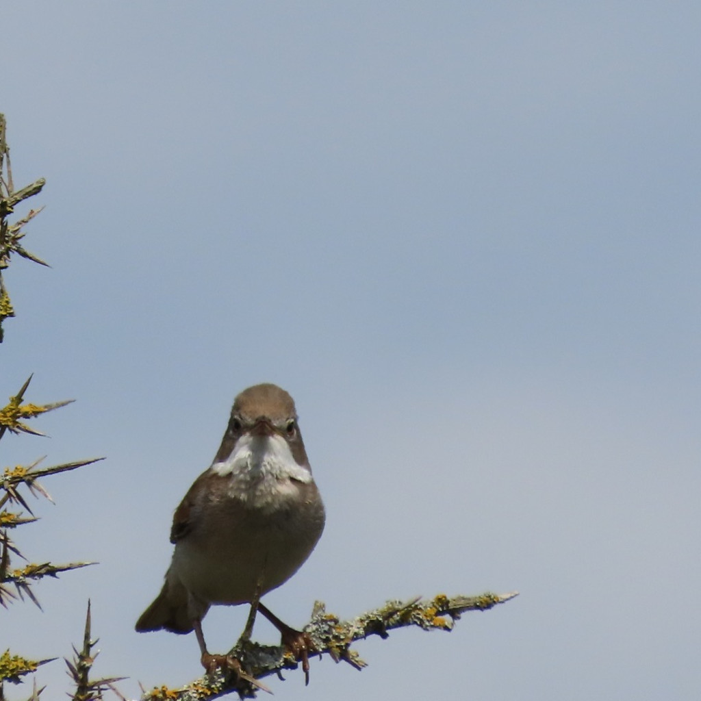 Whitethroat singing
