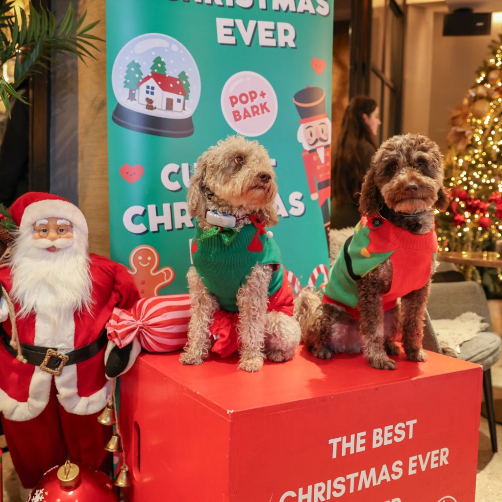 Cockapoo Cafe Christmas - Sheffield