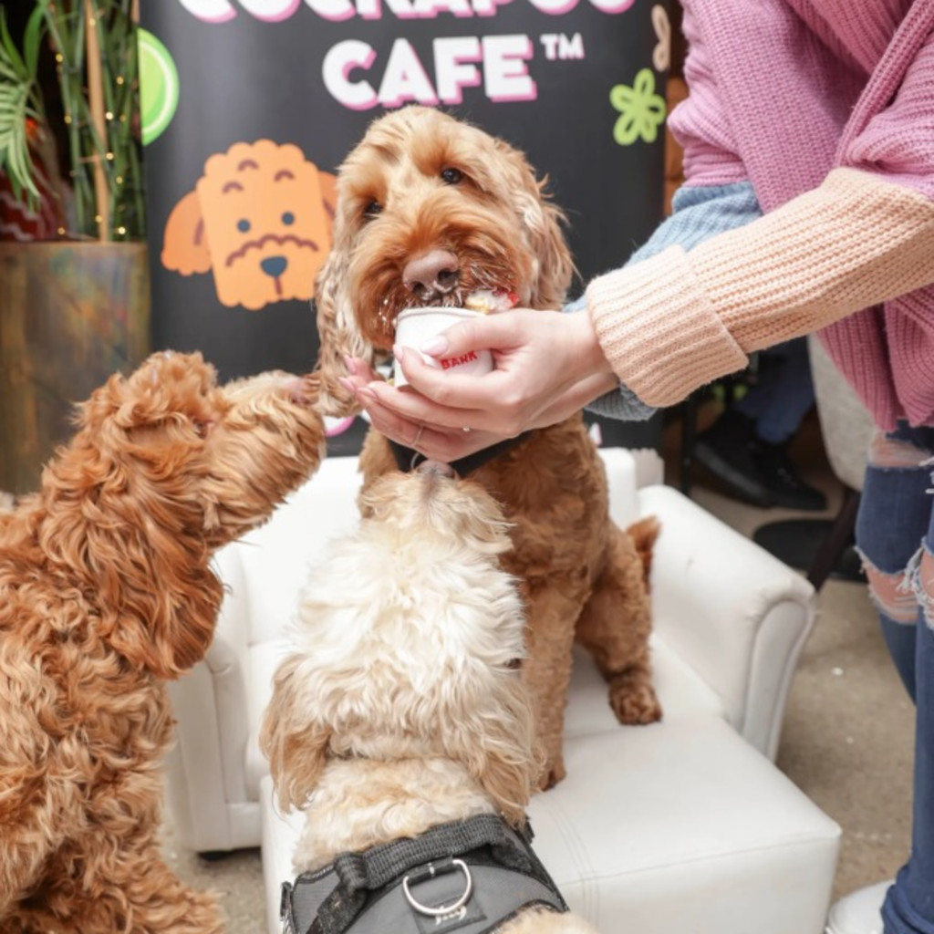 BUY TICKETS NOW – Cockapoo Cafe - Chelmsford – Slug and Lettuce