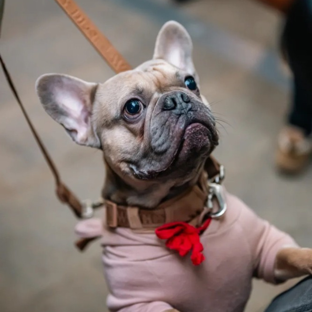 Frenchie Cafe Christmas - Chelmsford