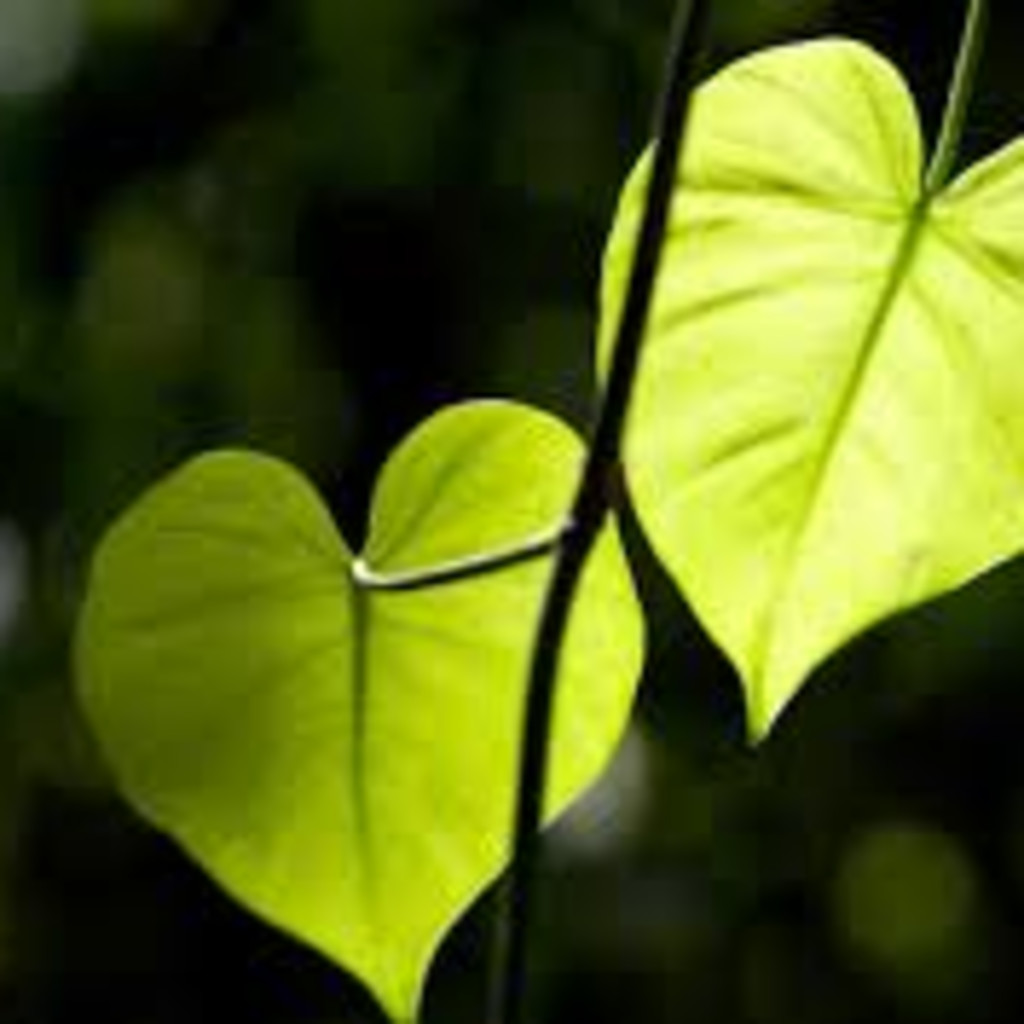 Embodied Peace: The Somatics of Grief