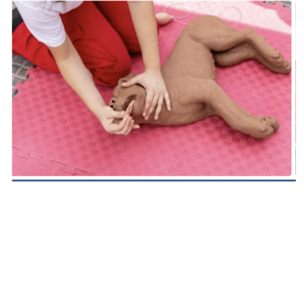 CANINE FIRST AID 27th Sept