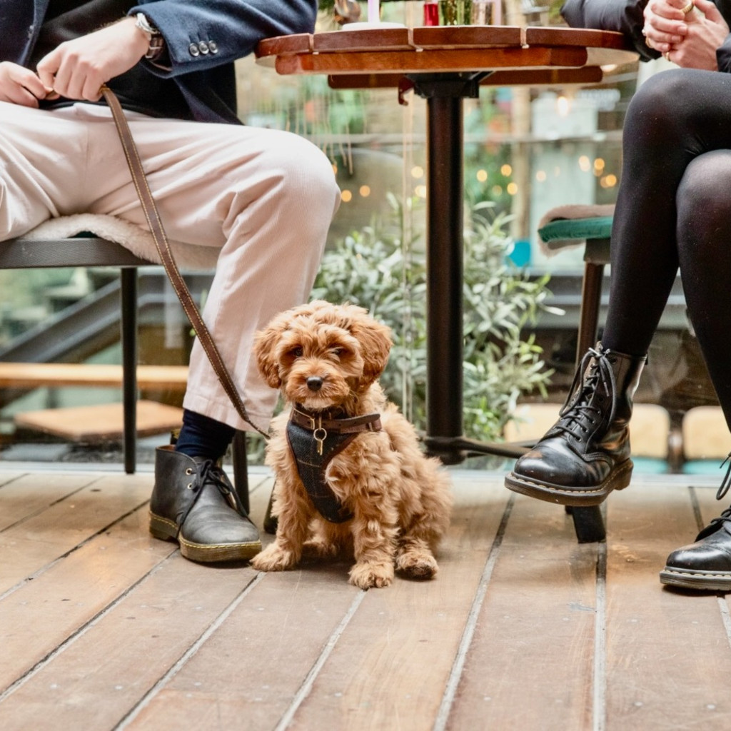 Select tickets – Cavapoo Cafe - London – Devonshire Terrace