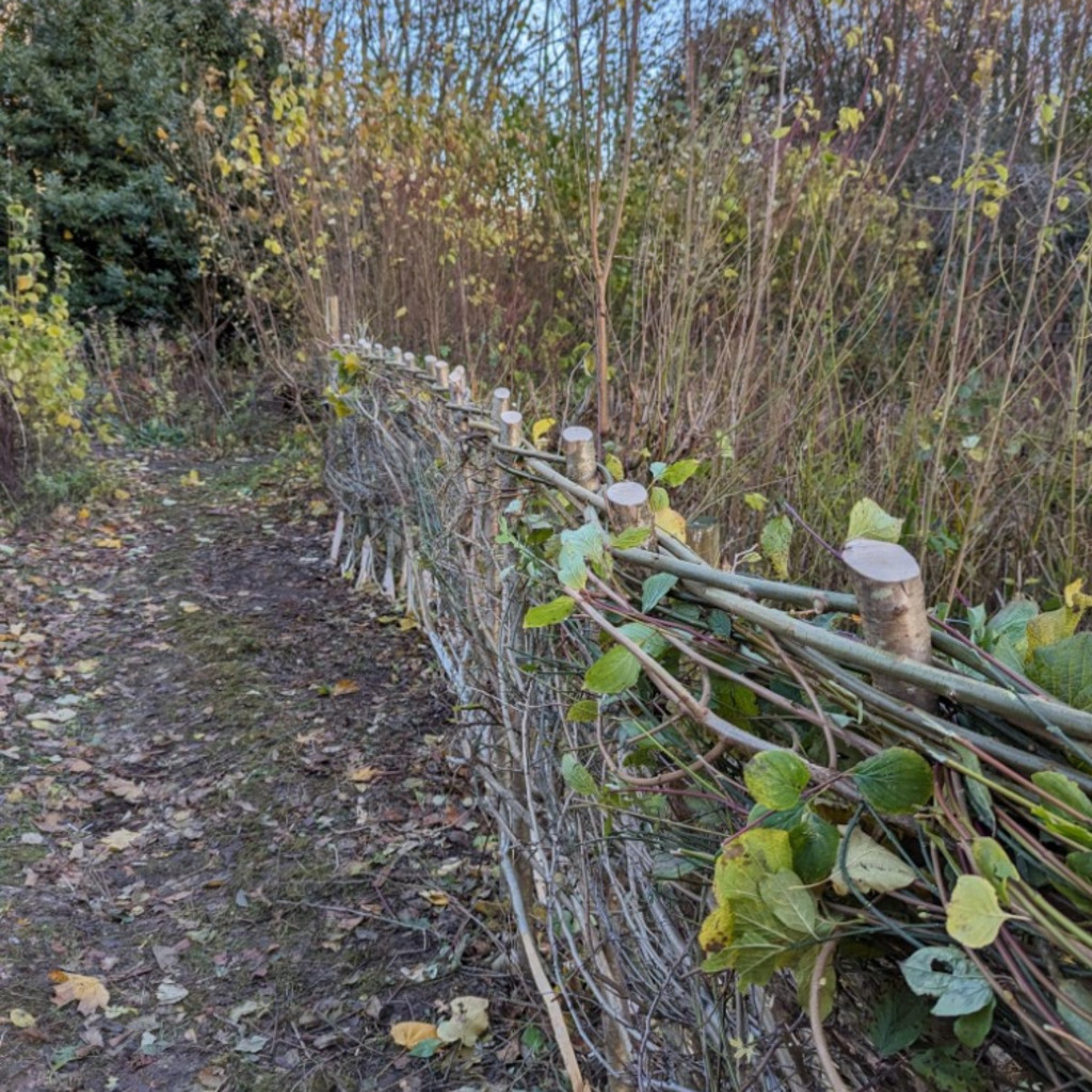 Hedgelaying Course - 5th November 2026 - £125